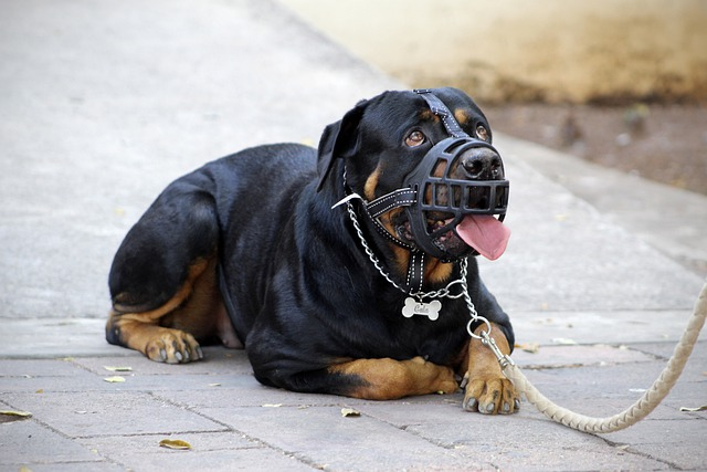 muzzle, halter, rottweiler