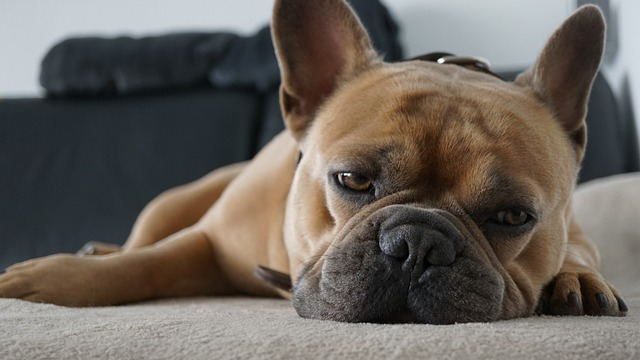bouledogue français crédit photo chien, fatigué