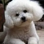 Bichon Casper