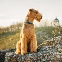 Big Dogs That Don't Shed - Airedale Terrier
