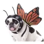 Costume de chien papillon
