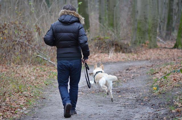 leisure time, leisure activities, dog photography