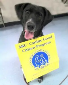 Prüfung zum guten Hundehalter - CGC-Programm