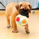 Indoor Games with Your Dog