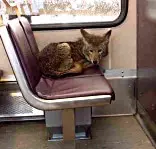 coyote on train