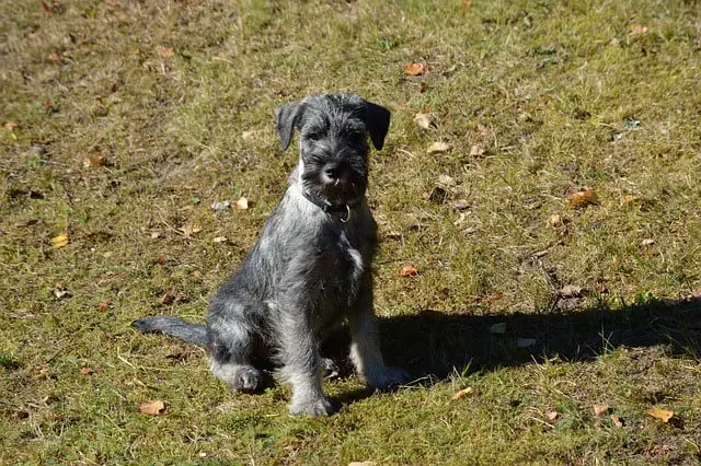 dog, puppy, schnauzer