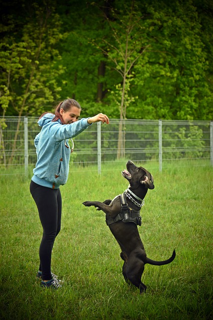 Hund, Hundetraining, Hundepark