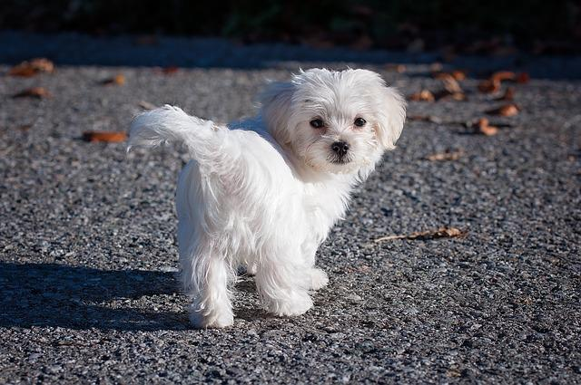 chien, maltais, blanc