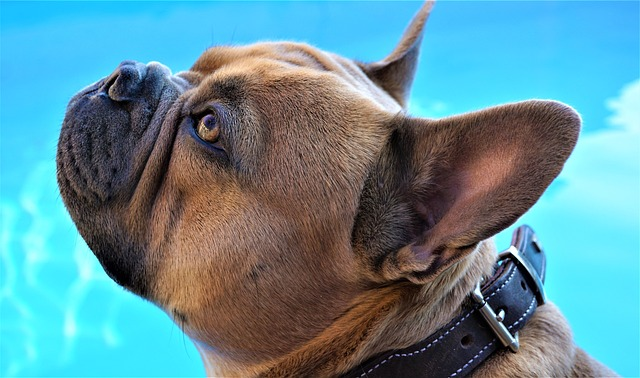 french bulldog, pool water, background