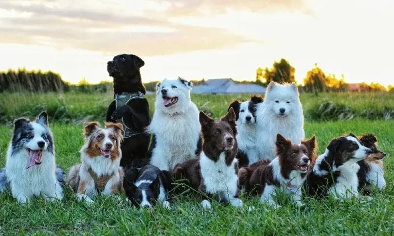 dog breed - Different Dog Breeds