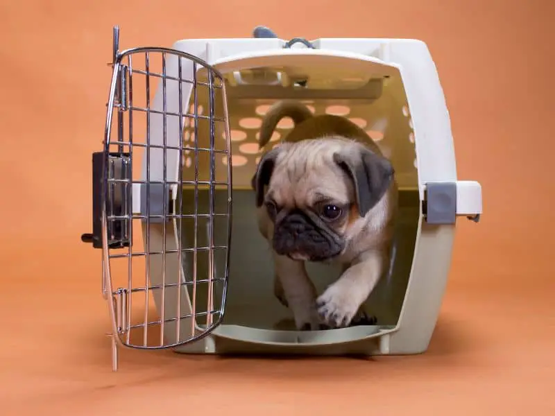 dog cage size chart - pug