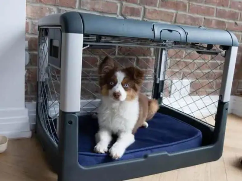 dog cage-blue bed
