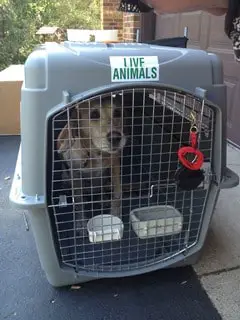 voler avec un chien