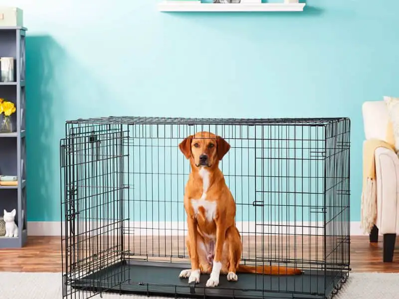 How to Use Dog Kennel Size Chart for Your Dog’s Comfort and Safety?