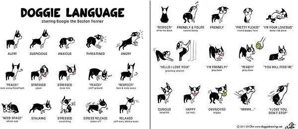 Wie man die Körpersprache von Hunden liest