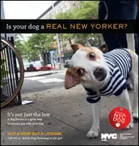 NY dog license
