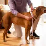 dog neck size chart- brown