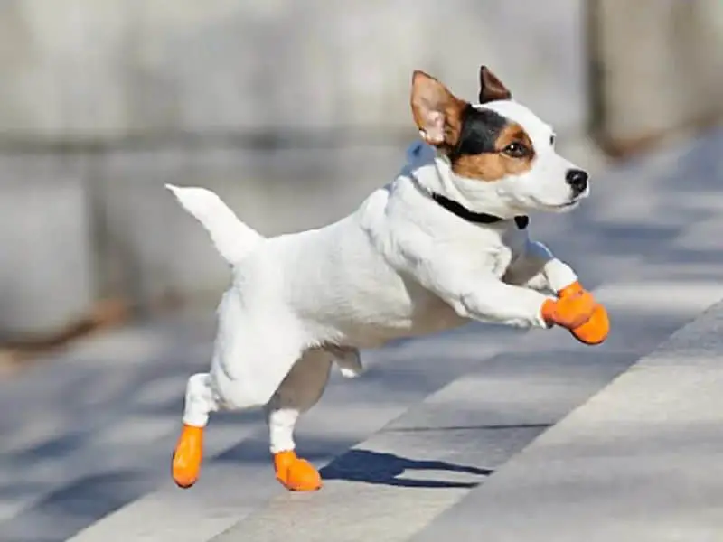 dog shoe size- jumping