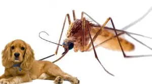 dog-mosquito