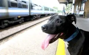 dogs on amtrak