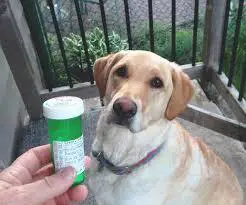 comment faire prendre un médicament à un chien