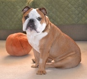 Lola the Bulldog