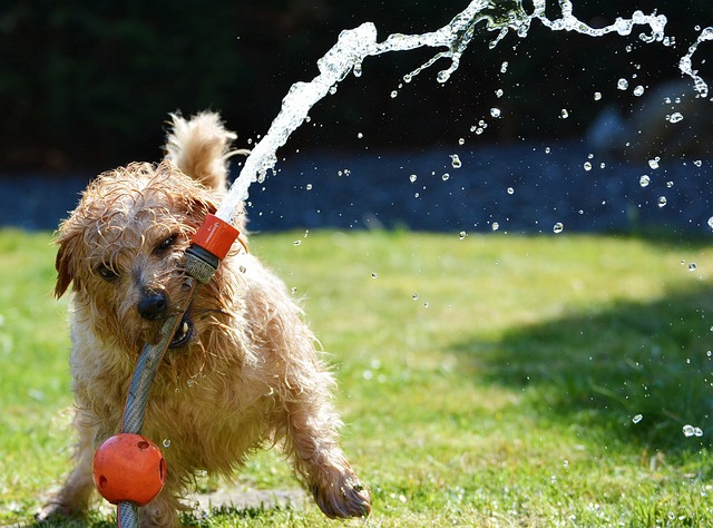 chien, jardin, terrier