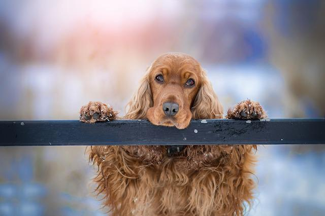 Cockerspaniel, Hund, Haustier