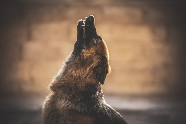 Hund, Deutscher Schäferhund, Heulen