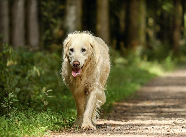 Golden Retriever, Hund, Retriever