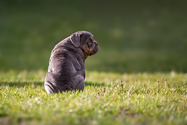 dog, bulldog, english bulldog