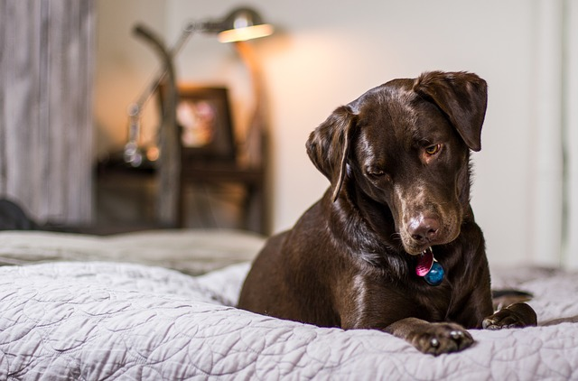 Hund, Welpe, Schlafzimmer