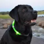 Collier pour chien Glowdoggie LED