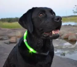 Glowdoggie LED Dog Collar