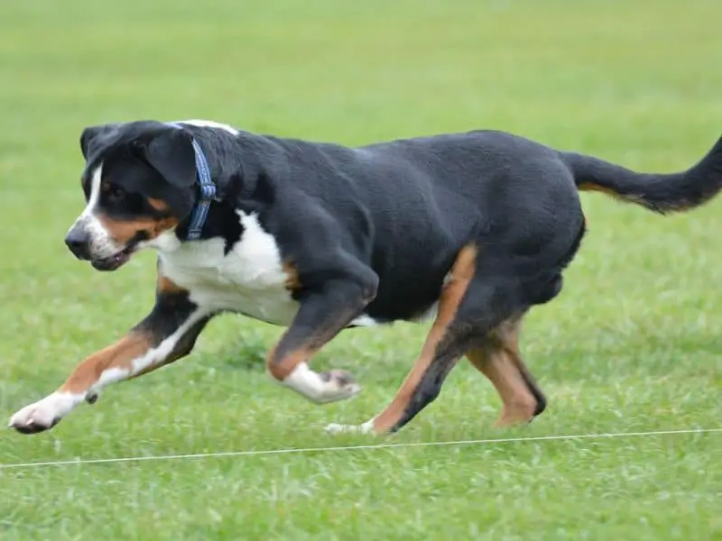 greater swiss mountain dog size