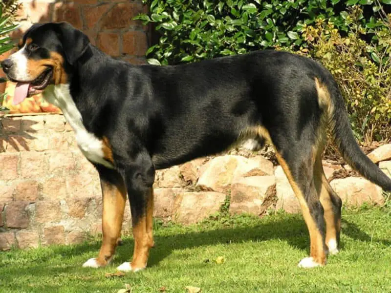 greater swiss mountain dog size