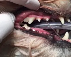 Dog Teeth Cleaning