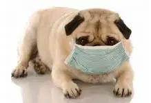 kennel cough