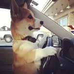 Dog Car Travel