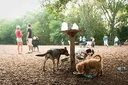 parc à chiens