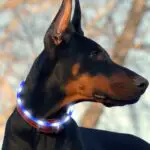 Collier LED rechargeable pour chien