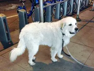 Great Pyrenees on leash