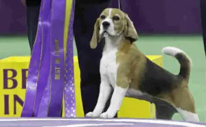 Best in Show - "Miss P", Beagle