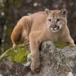 mountain lion - on rock