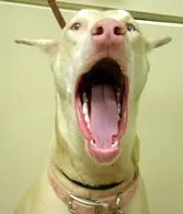 Anästhesiefreie Zahnreinigung für Hunde 