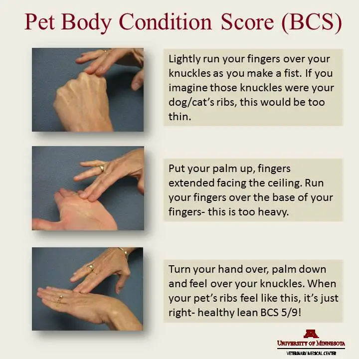 Body Condition Score-Tabelle für Haustiere