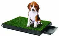 Indoor Dog Potty - when it&#039;s inconvenient to &quot;go&quot; outside Dogsized