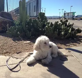 Liebe Sky Harbor Terminal 4 Boneyard Hund Relief Area in Phoenix AZ