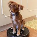 roomba-dog