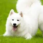 Samoyed -4